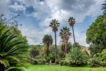 palmen botanischer garten