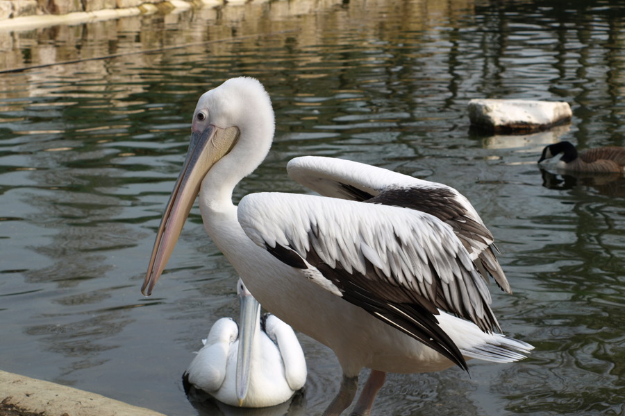 Pelikane