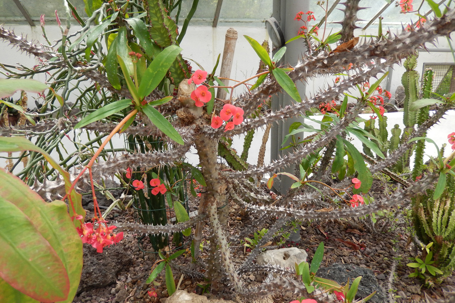 botanic garden 5