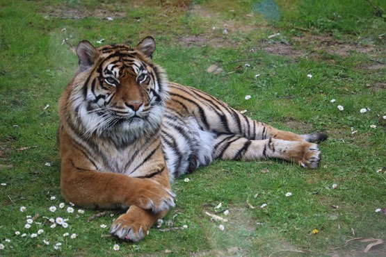 bioparco tiger